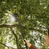 Česáčik na ovocie Oneclick Fiskars 1080692