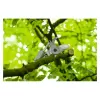 Aku nůžky na stříhání stromů GGP18V-45EP Bosch Professional 06008D8002