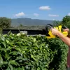 Aku nůžky na živý plot 18V, 2,5Ah HGE 18-50 Battery Set Kärcher 1.444-241.0